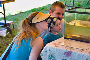 Taking a closer look at Cricket Frogs, tadpoles and more